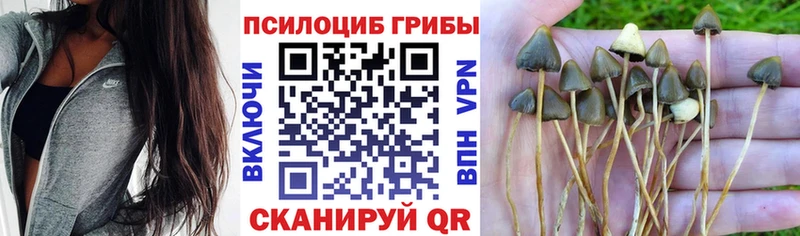 купить наркоту  блэк спрут ССЫЛКА  Псилоцибиновые грибы ЛСД  Пыталово 